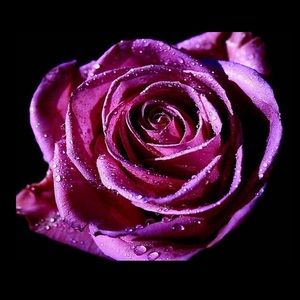 Meet your Posher, Tara